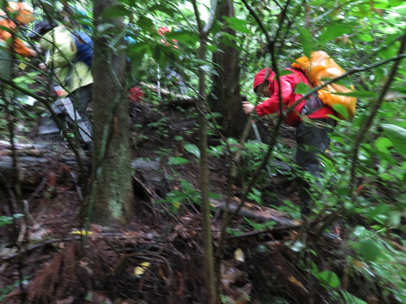 南沢あじさい山登山