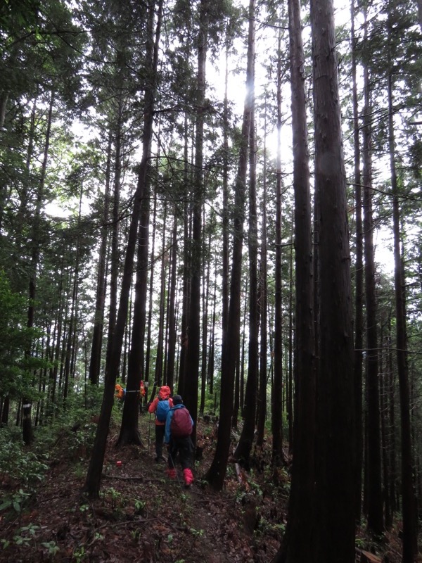 南沢あじさい山登山