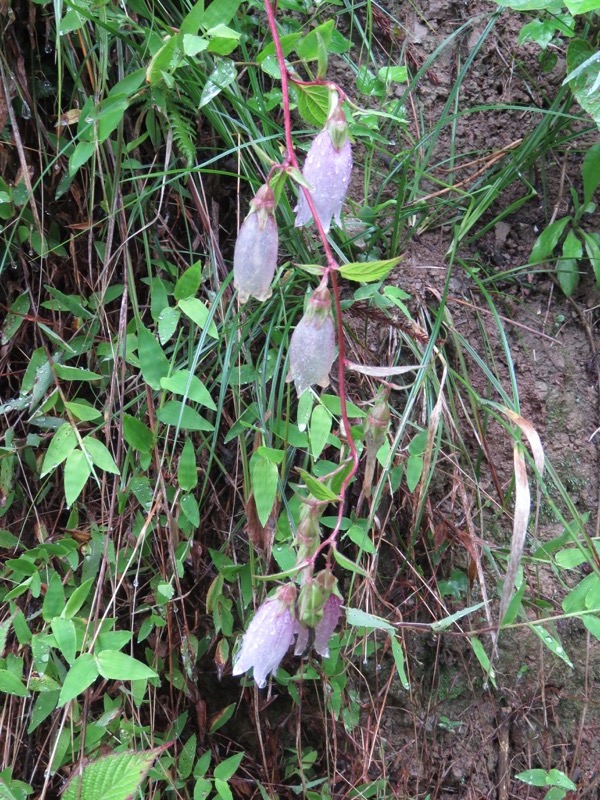 南沢あじさい山登山