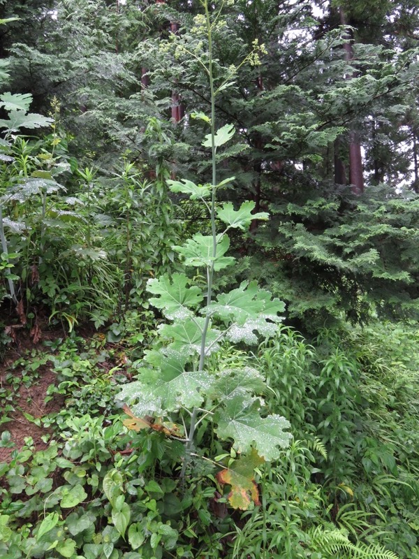 南沢あじさい山登山