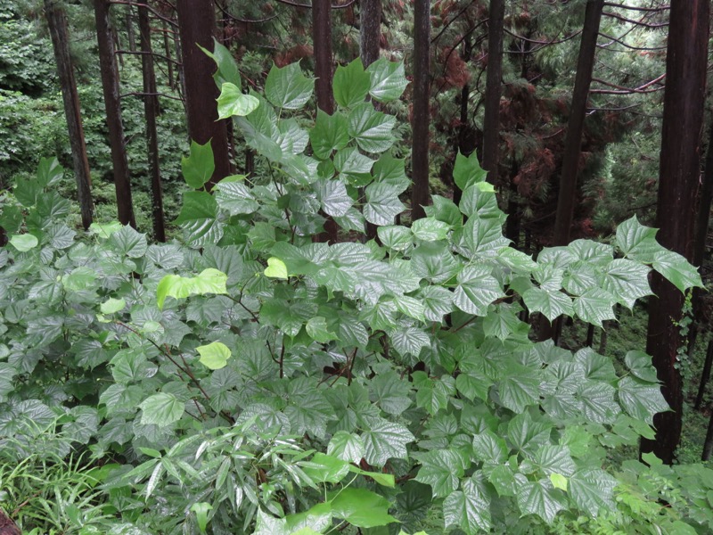 南沢あじさい山登山