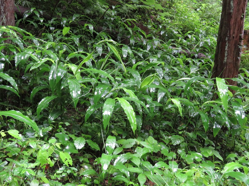南沢あじさい山登山