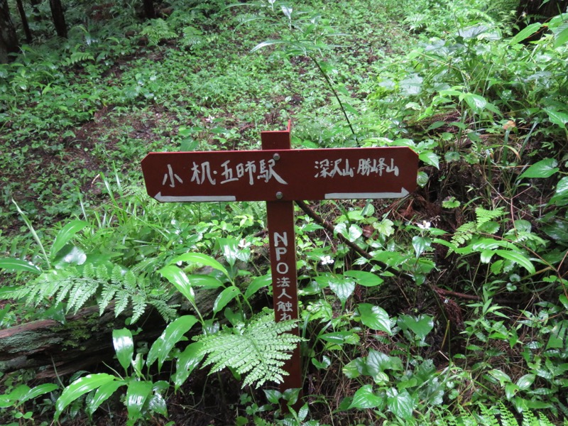 南沢あじさい山登山