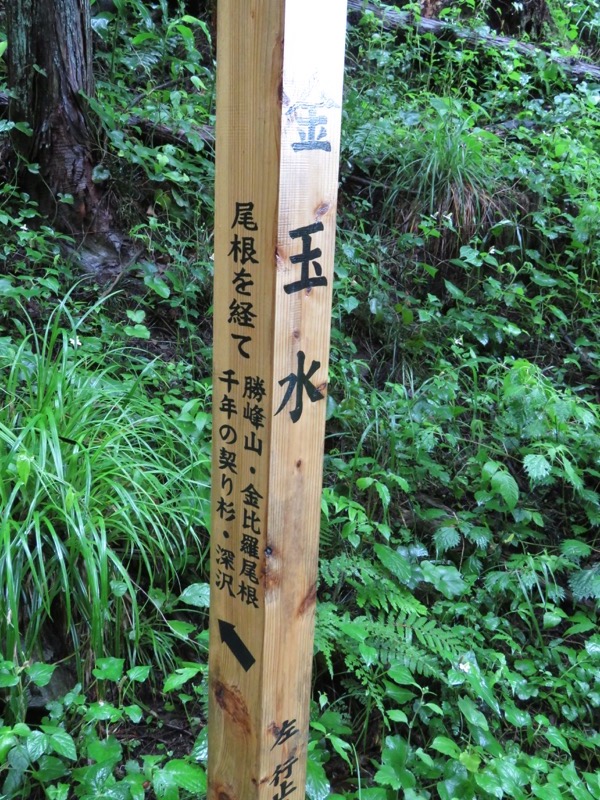南沢あじさい山登山