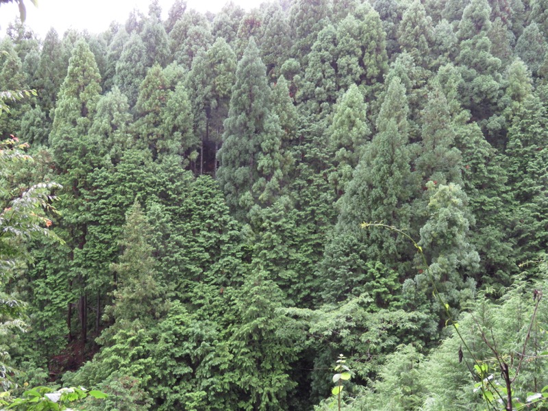 南沢あじさい山登山