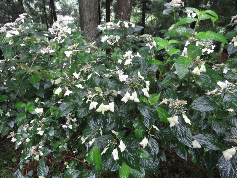南沢あじさい山登山