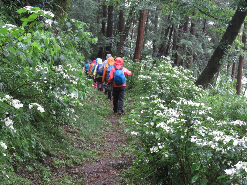 南沢あじさい山登山