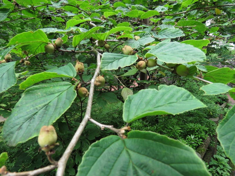 三頭山〜笹尾根