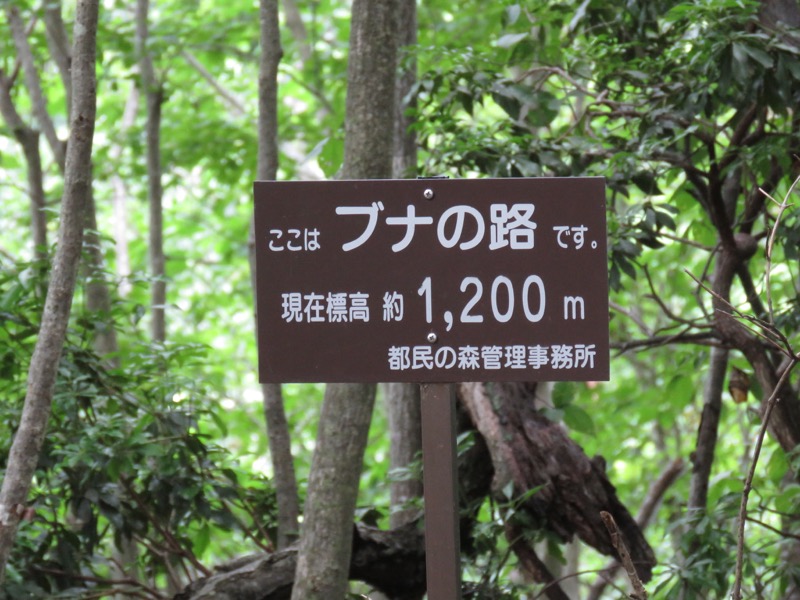 三頭山〜笹尾根