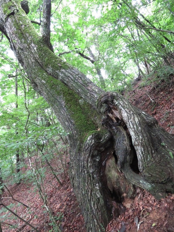 三頭山〜笹尾根