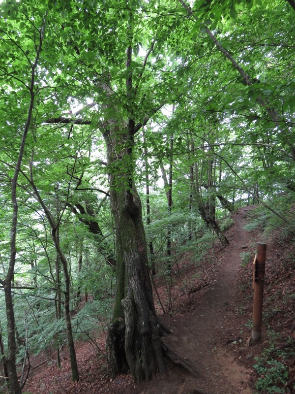 三頭山〜笹尾根