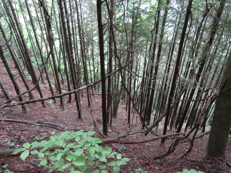 三頭山〜笹尾根