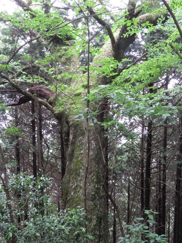 三頭山〜笹尾根