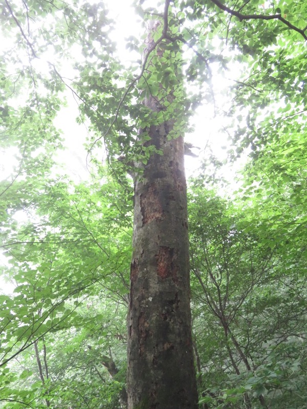 三頭山〜笹尾根