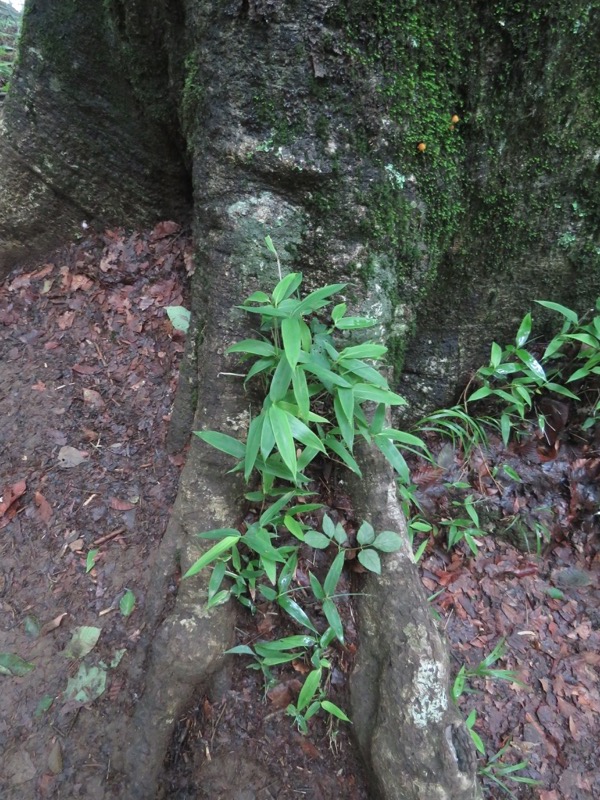 三頭山〜笹尾根