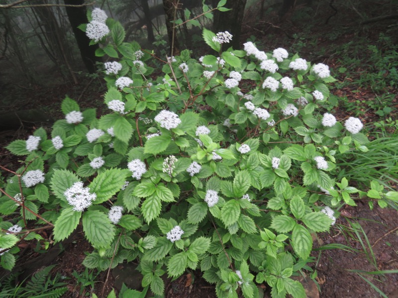 三頭山〜笹尾根