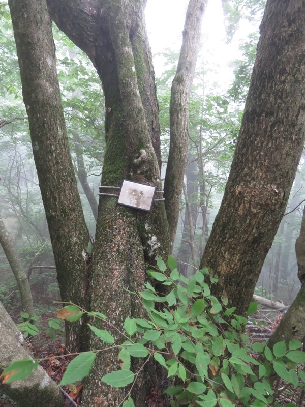 三頭山〜笹尾根