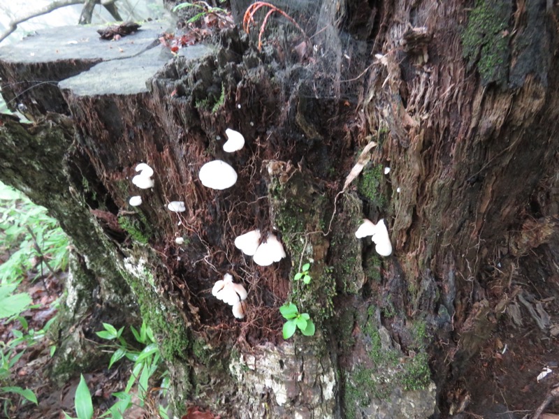 三頭山〜笹尾根