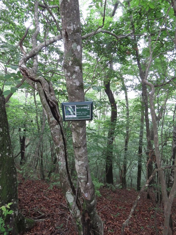 三頭山〜笹尾根