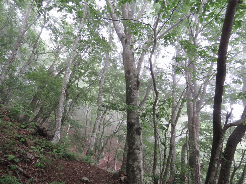 三頭山〜笹尾根