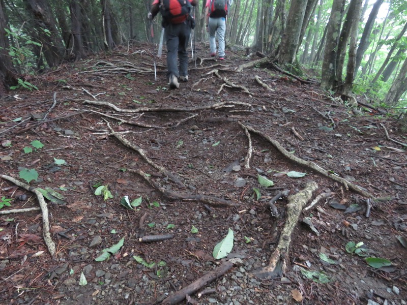 三頭山〜笹尾根