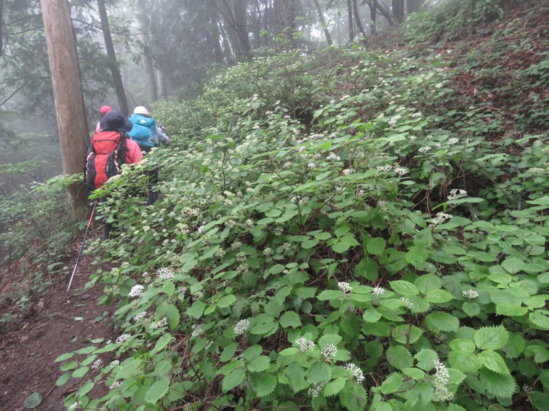 三頭山〜笹尾根