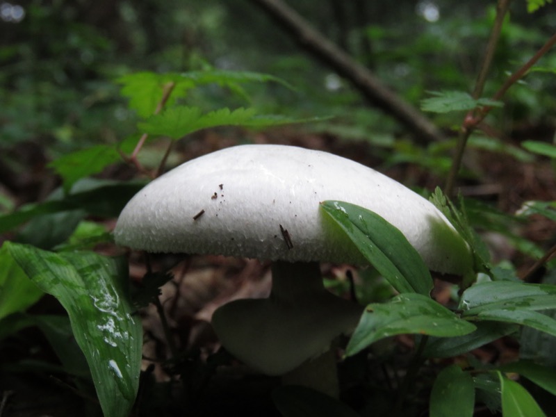 三頭山〜笹尾根