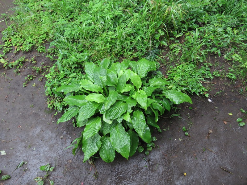 三頭山〜笹尾根