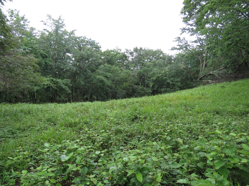 三頭山〜笹尾根