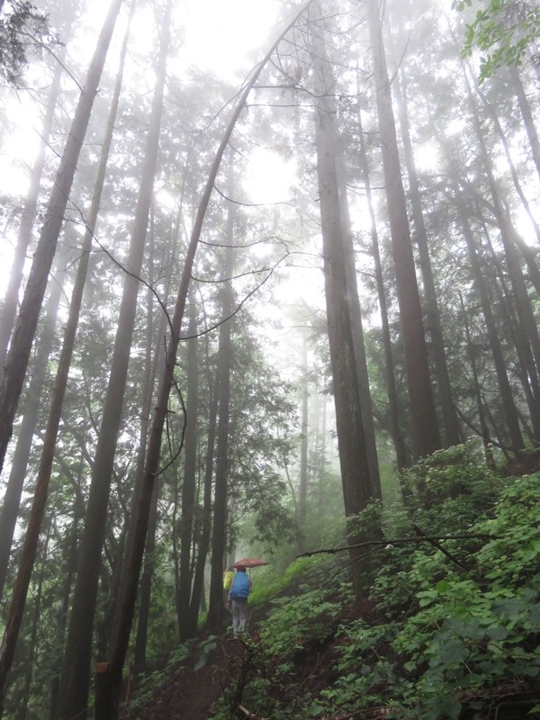 三頭山〜笹尾根