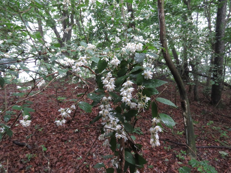 三頭山〜笹尾根