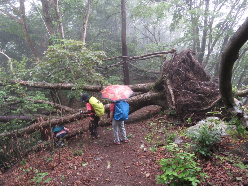 三頭山〜笹尾根