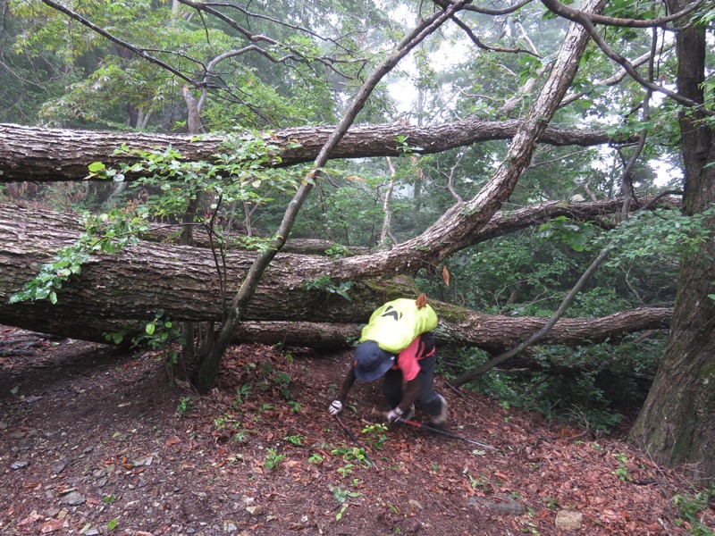 三頭山〜笹尾根