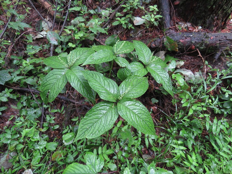 三頭山〜笹尾根