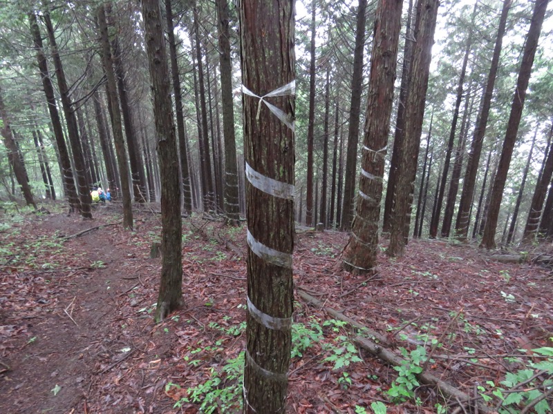 三頭山〜笹尾根