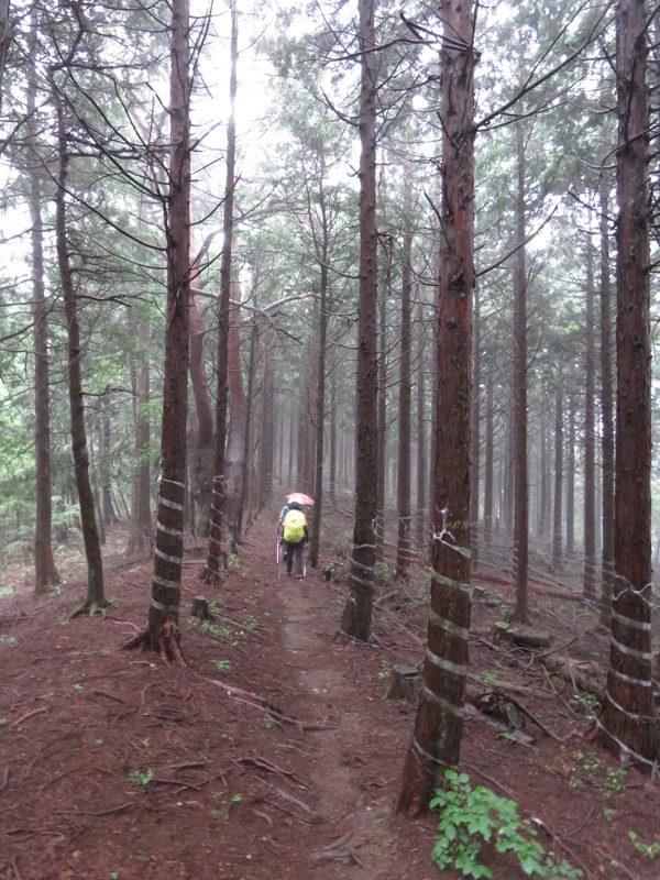 三頭山〜笹尾根