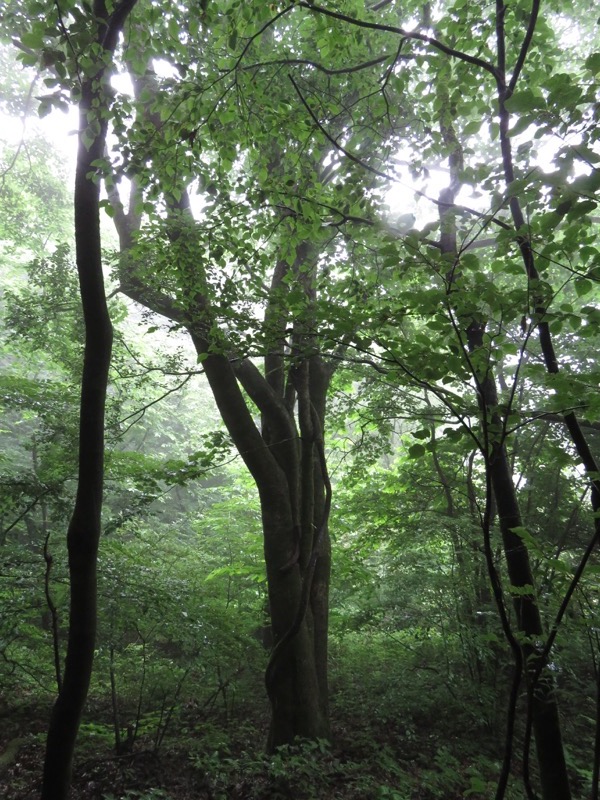 三頭山〜笹尾根