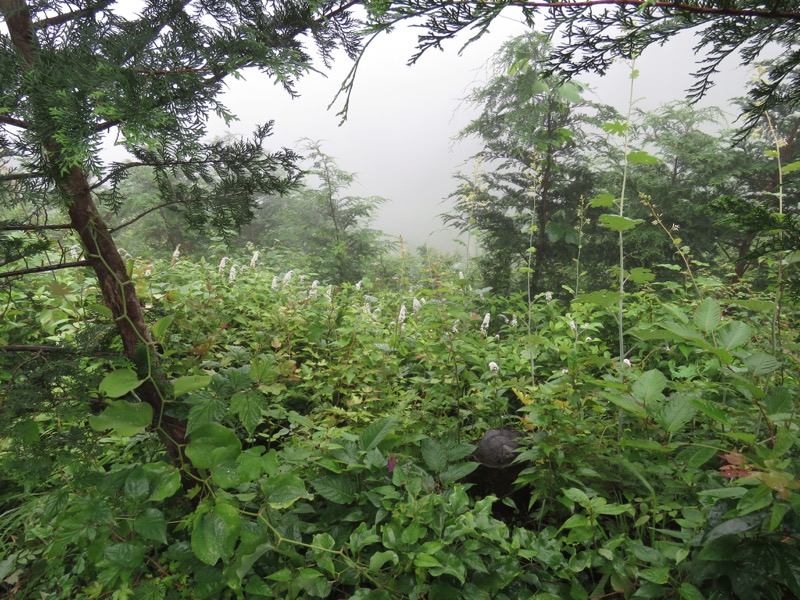 三頭山〜笹尾根