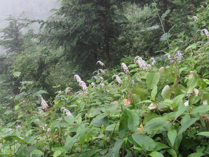 三頭山〜笹尾根