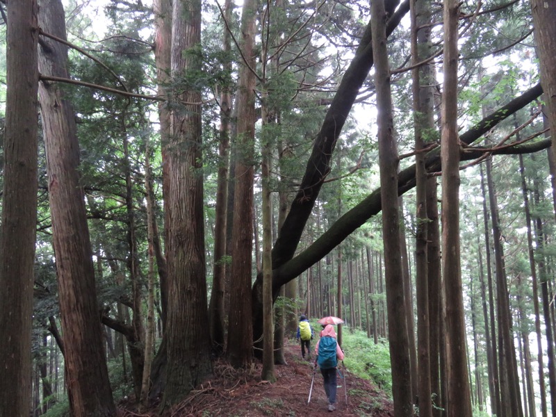 三頭山〜笹尾根