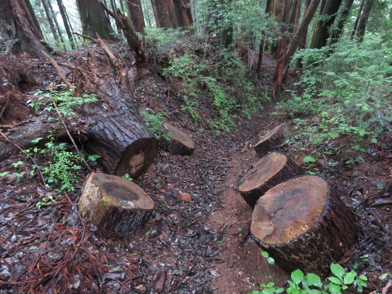 三頭山〜笹尾根