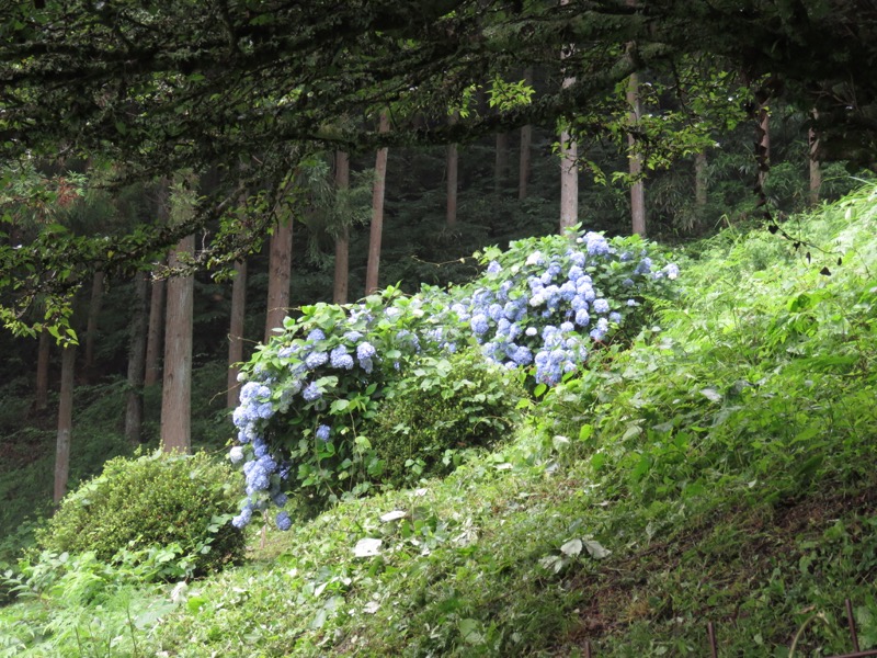 三頭山〜笹尾根