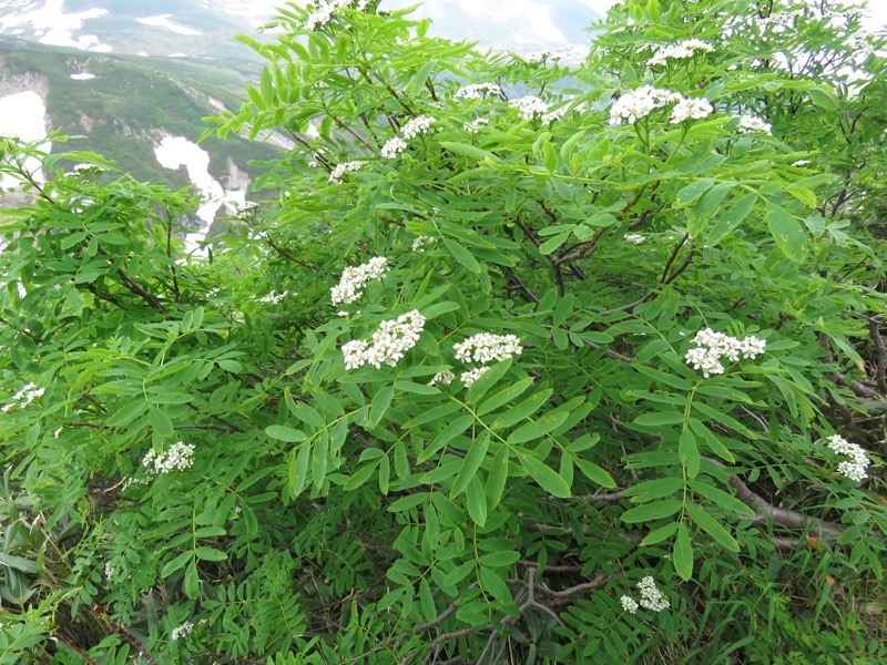 大日岳登山