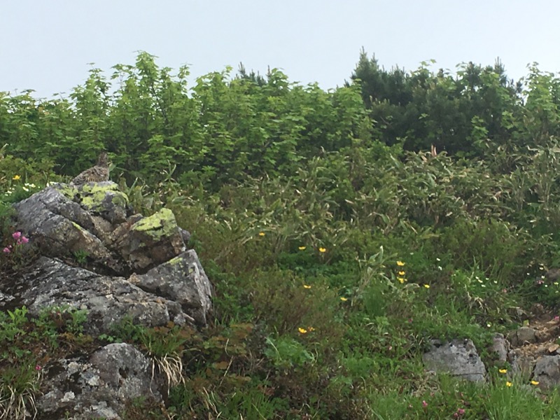 大日岳登山