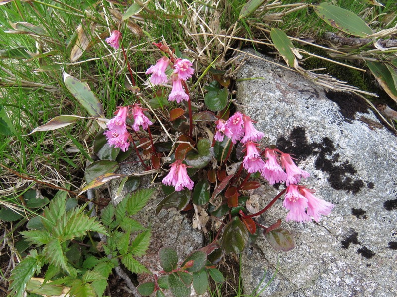 大日岳登山