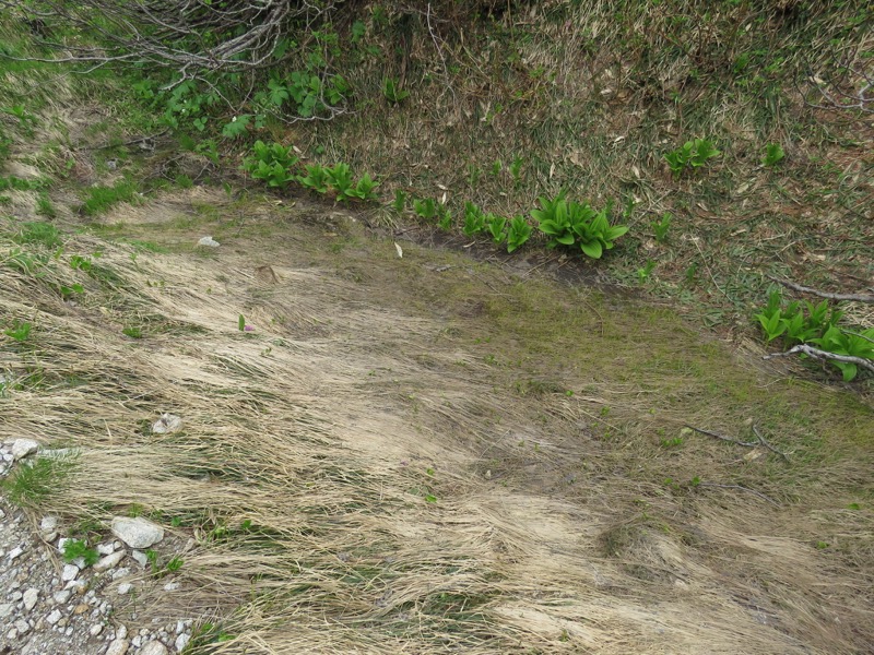 大日岳登山