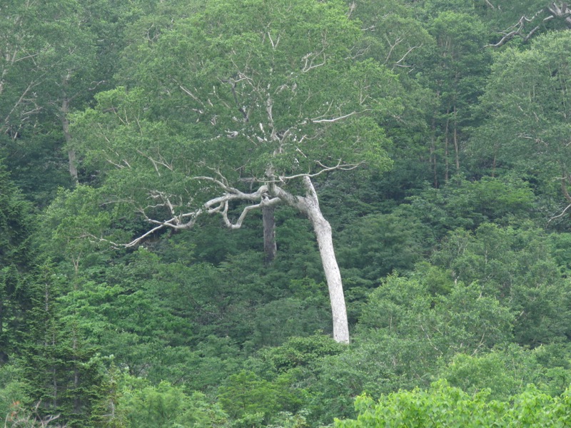 大日岳登山