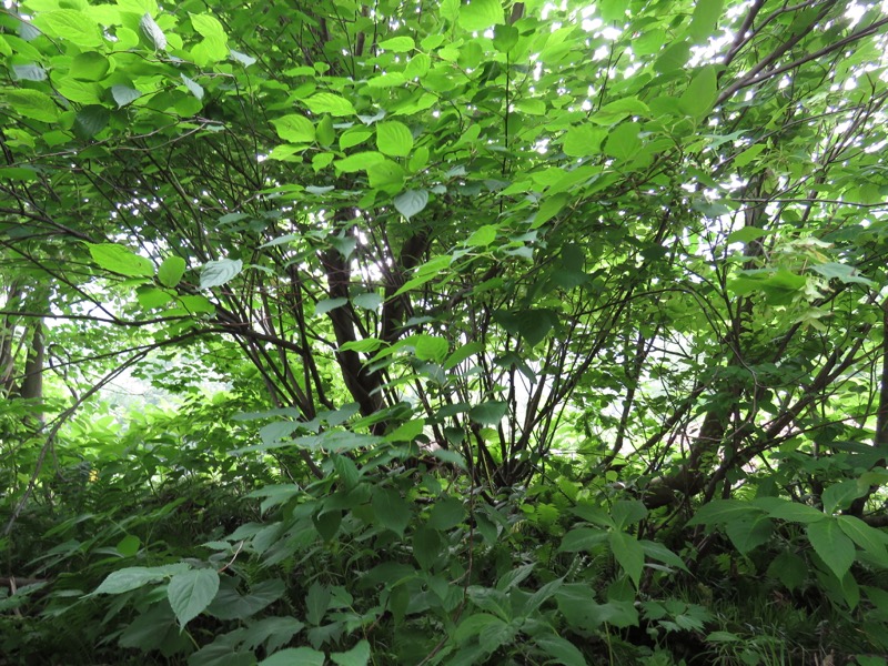 大日岳登山