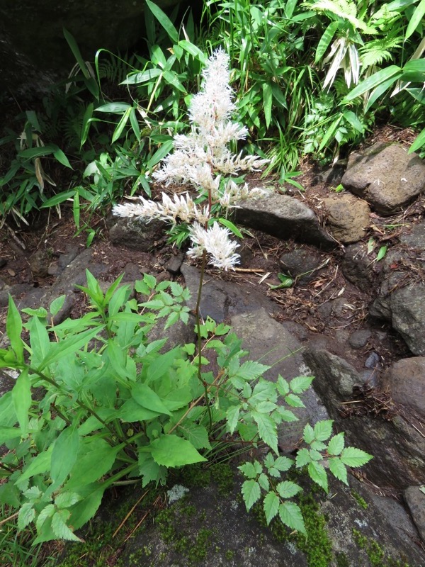 編笠山登山