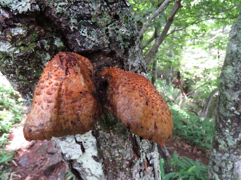 編笠山登山